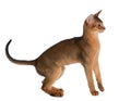 Abyssinian young cat isolated on white background