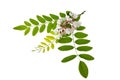 Acacia Royalty Free Stock Photo