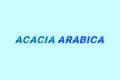Acacia Arabica medicinal element typography text vector design.