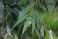 Acacia auriculiformis, commonly known as auri, earleaf acacia, earpod wattle, northern black wattle, Papuan wattle, and tan wattle