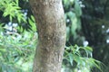 Acacia auriculiformis, commonly known as auri, earleaf acacia, earpod wattle, northern black wattle, Papuan wattle, and tan wattle