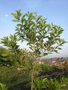 Acacia auriculiformis, commonly known as auri, earleaf acacia, earpod wattle, or Papuan wattle