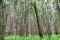 The Acacia auriculiformis Cunn forest