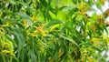 Acacia auriculiformis little yellow flower is in full bloom in summer