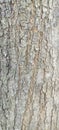 Acacia auriculiformis tree bark texture