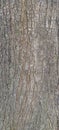 Acacia auriculiformis tree bark texture