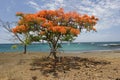 Acacia on the beach (Floriana island) Royalty Free Stock Photo