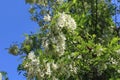 Acacia blooms white flowers.