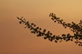 Acacia Blossom Silhouette - Spring