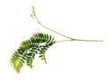 Acacia branch