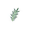 Acacia branch foliage nature leaf icon flat Royalty Free Stock Photo