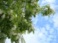 Acacia branch Robinia pseudoacacia is abundant blooming with white flowers. False acacia.