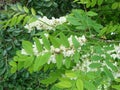 Acacia branch Robinia pseudoacacia is abundant blooming with white flowers. False acacia.