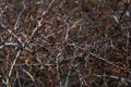 acacia branches with lot of thorns. Art brown nature background