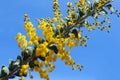 Acacia cultriformis, golden-glow wattle
