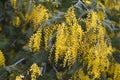 Acacia dealbata in full bloom