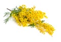 Acacia dealbata, known as silver wattle, blue wattle or mimosa