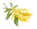 Acacia dealbata, known as silver wattle, blue wattle or mimosa