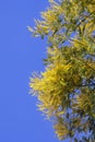 Acacia dealbata tree in bloom. Branches with bright yellow flowers against blue sky. Beautiful floral border, copy space Royalty Free Stock Photo