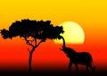 Acacia and elephant in sunset Royalty Free Stock Photo
