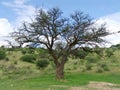 Acacia erioloba - Camel thorn