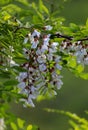 Acacia False Tree Flower