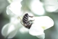 Acacia flower and bee Royalty Free Stock Photo