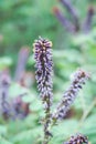 Acacia flowers. Violet flowers Royalty Free Stock Photo