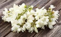 Acacia flowers