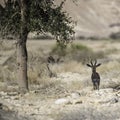 Acacia gazelle, Arava, Negev, Israel - 2 Royalty Free Stock Photo