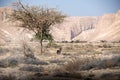 Acacia gazelle, Arava, Negev, Israel - 2 Royalty Free Stock Photo