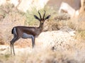 Acacia gazelle, Arava, Negev, Israel - 4