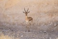 Acacia gazelle, Arava, Negev, Israel - 1 Royalty Free Stock Photo