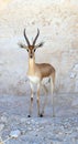 Acacia gazelle, Arava, Negev, Israel - 5 Royalty Free Stock Photo