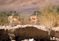 Acacia gazelles, Arava, Negev, Israel - 1 Royalty Free Stock Photo