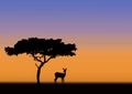 Acacia and impala silhouette Royalty Free Stock Photo