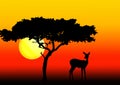 Acacia and impala in sunset