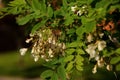 The action is a deciduous tree with spikes that usually blooms in the European climate at the beginning of July and sometimes alre Royalty Free Stock Photo