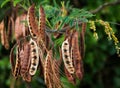 Acacia Koa Seeds Royalty Free Stock Photo