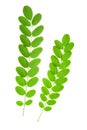 Acacia leaf Royalty Free Stock Photo