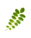 Acacia Leaf Royalty Free Stock Photo