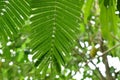 Acacia leaf hanging from branch flowing from wnd blow in garden