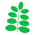Acacia leaf icon, cartoon style Royalty Free Stock Photo