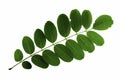 Acacia leaf inflorescence isolated on white background
