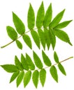 Acacia leaf
