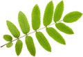 Acacia leaf