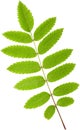 Acacia leaf Royalty Free Stock Photo