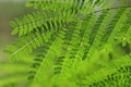 Acacia leaf, Soap Pod Acacia concinna Willd. DC. Green Leaves, Medicinal properties herb Royalty Free Stock Photo