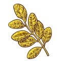 Acacia leaf. Vector color vintage engraved illustration. Royalty Free Stock Photo