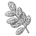 Acacia leaf. Vector vintage engraved illustration. Royalty Free Stock Photo